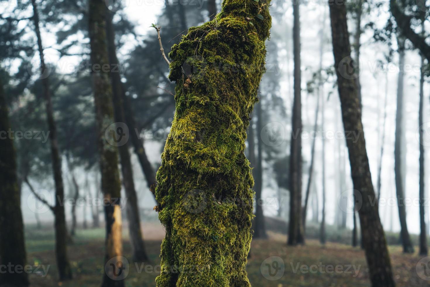 vieux arbres et mousse dans la forêt tropicale photo