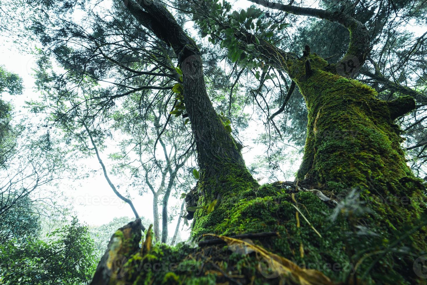 vieux arbres et mousse dans la forêt tropicale photo