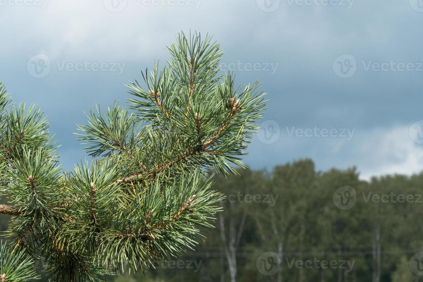 Libre d'une branche d'une épinette à aiguilles sur le fond de la forêt photo