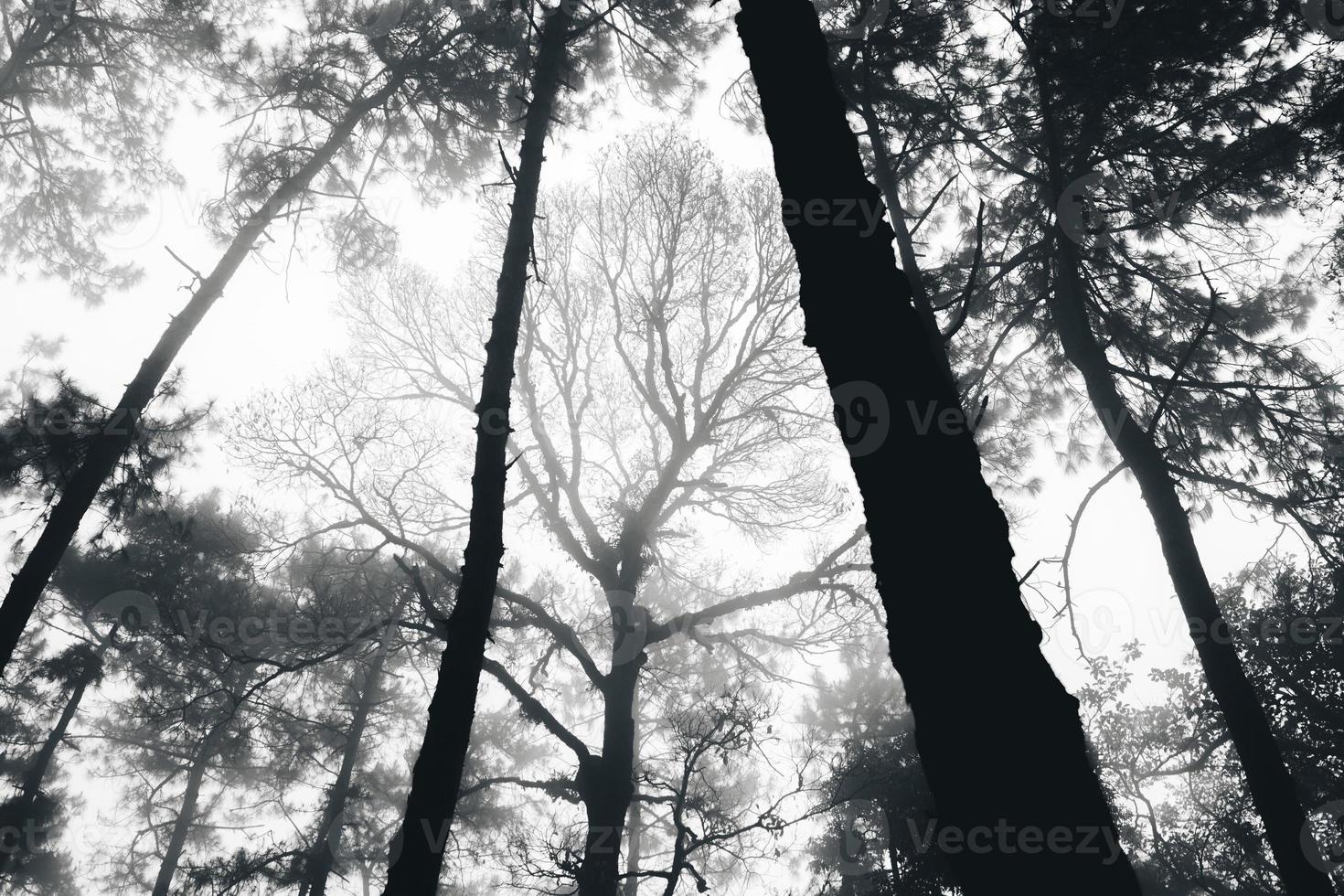 forêt brumeuse et pins photo