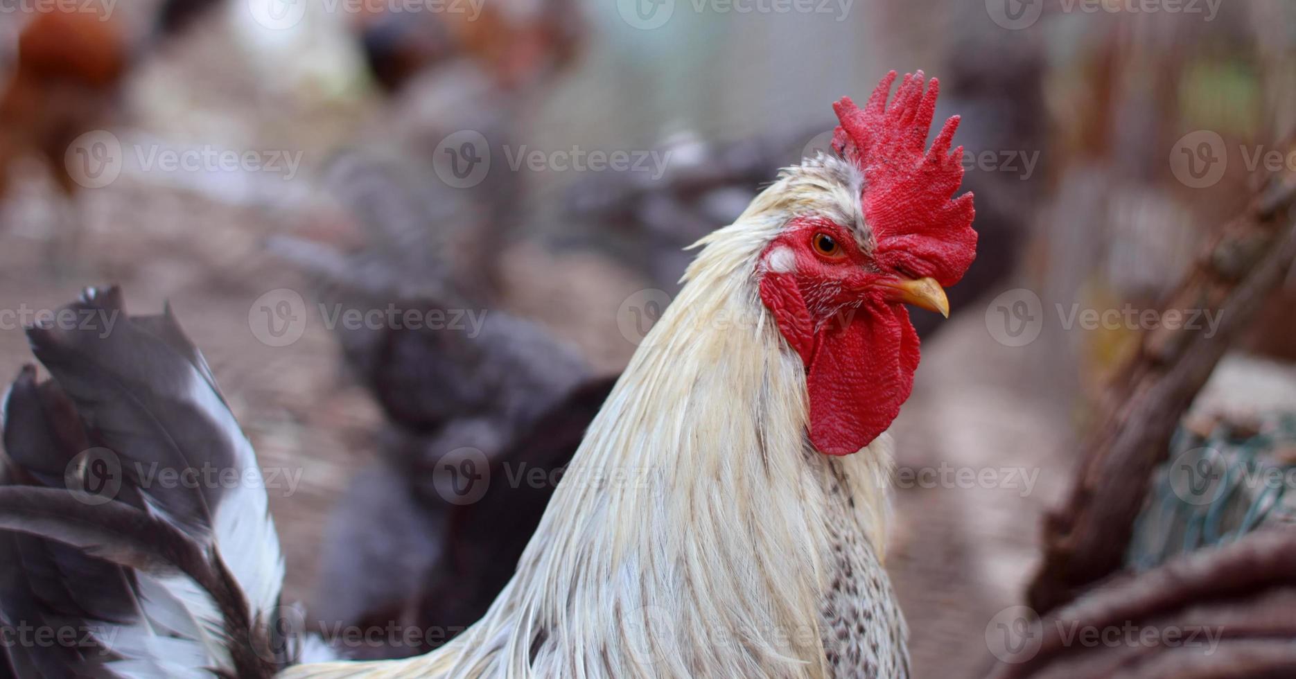 tête de coq en gros plan. portrait de tête en gros plan drôle ou humoristique d'un poulet ou d'un coq mâle avec de belles plumes jaunâtres peigne et acacia rouge vif avec un arrière-plan flou bokeh. coq photo