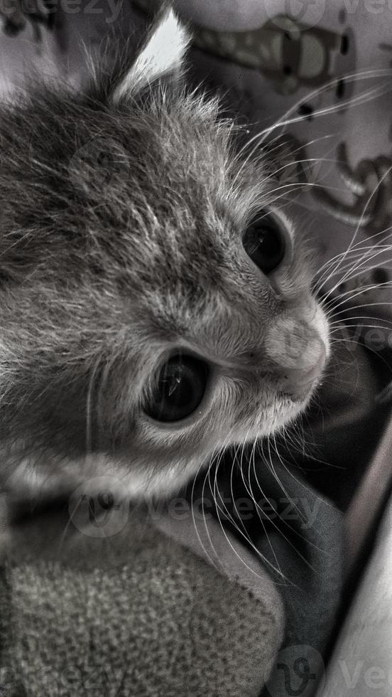 effet photo noir et blanc des petits yeux de chat jaunes et blancs, thème animal de compagnie