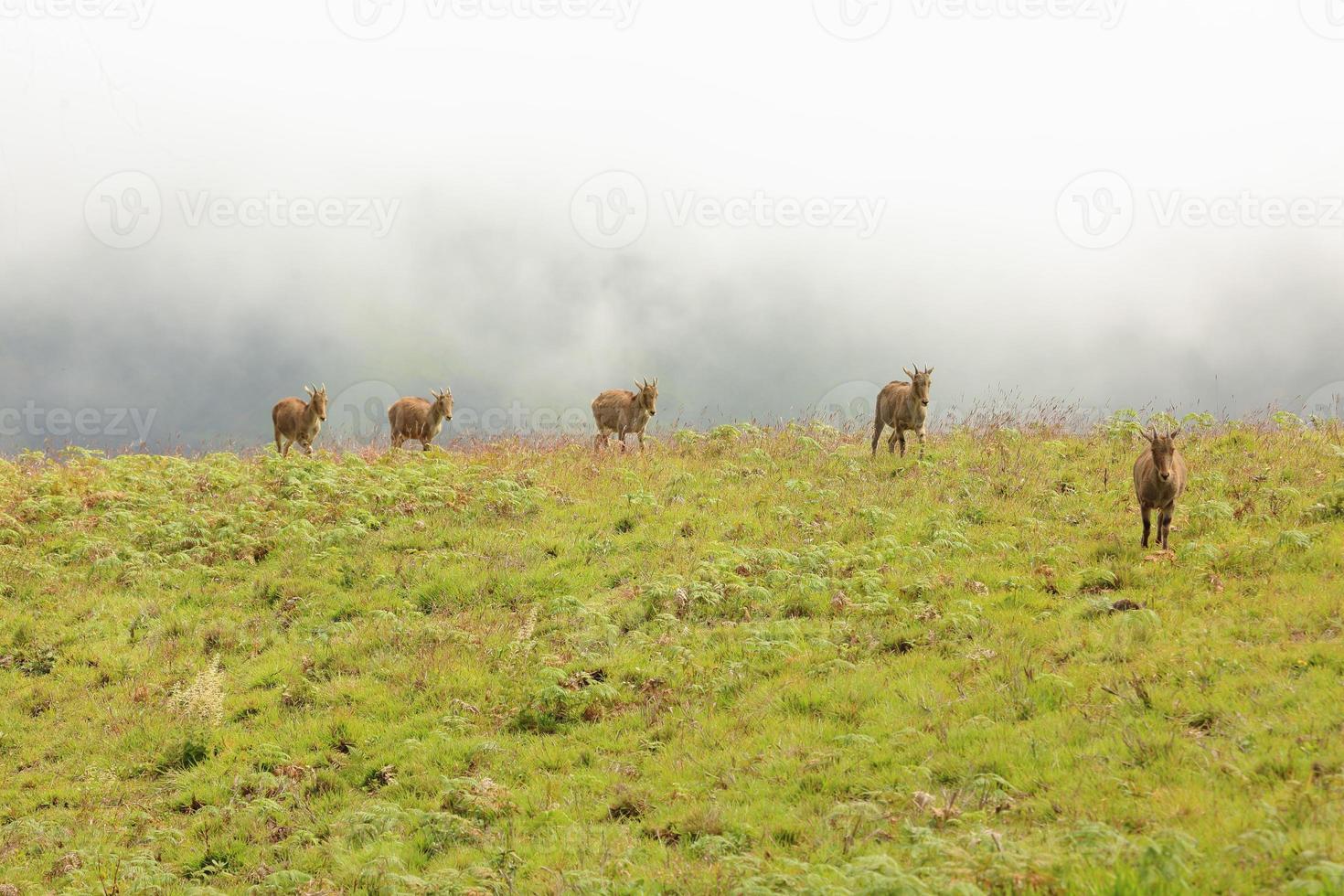 groupe de nilgiri tahr dans le parc national d'eravikulam inde du sud photo
