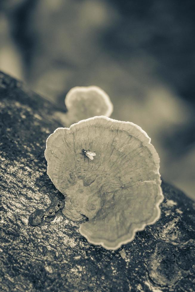 mousse champignons champignons lichens et insecte mouche sur arbre brésil. photo