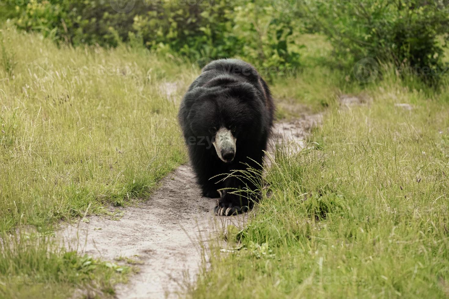 ours noir marchant le long d'une route rurale. ours au zoo. photo