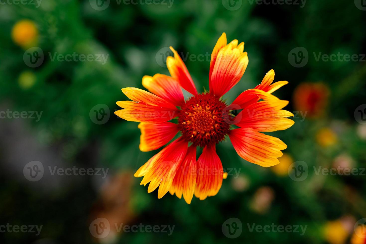 fleur jaune et rouge dans le jardin a brillé photo