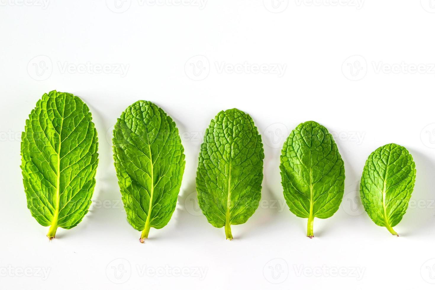 ensemble de feuilles de menthe poivrée verte isolées sur fond blanc. photo