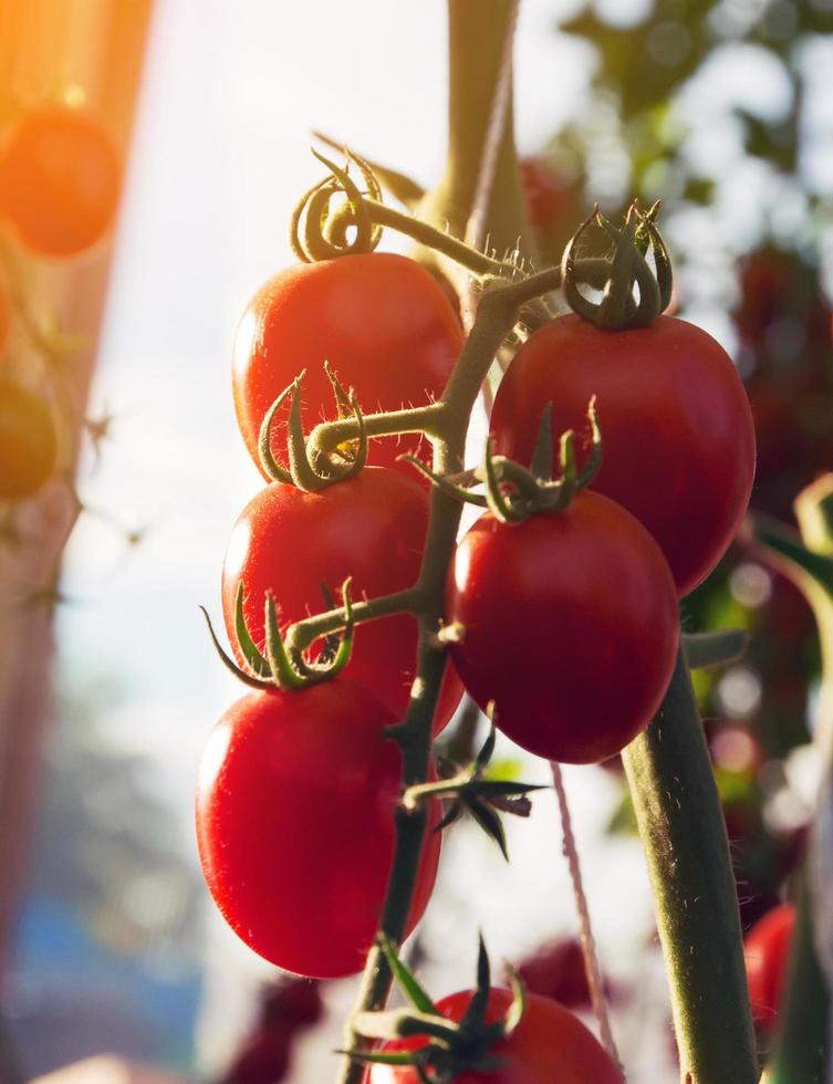 tomates dans le jardin,potager avec des plants de tomates rouges. tomates mûres sur une vigne, poussant sur un jardin. tomates rouges poussant sur une branche. photo