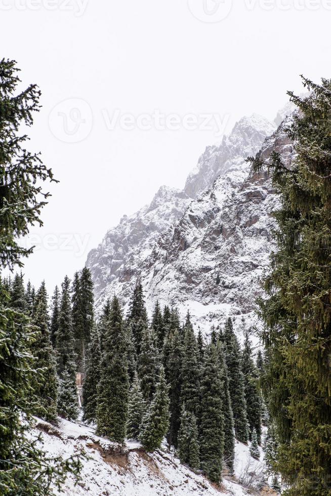 paysage de montagne d'hiver avec des pins photo