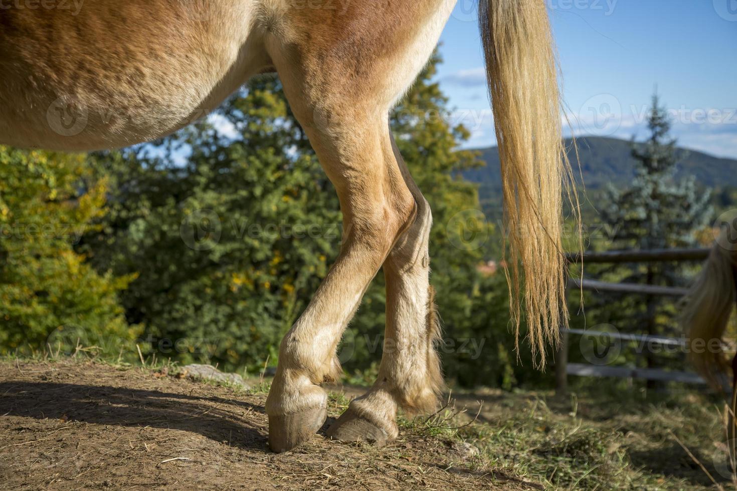 gros plan des pattes arrière et des sabots du cheval browne. photo