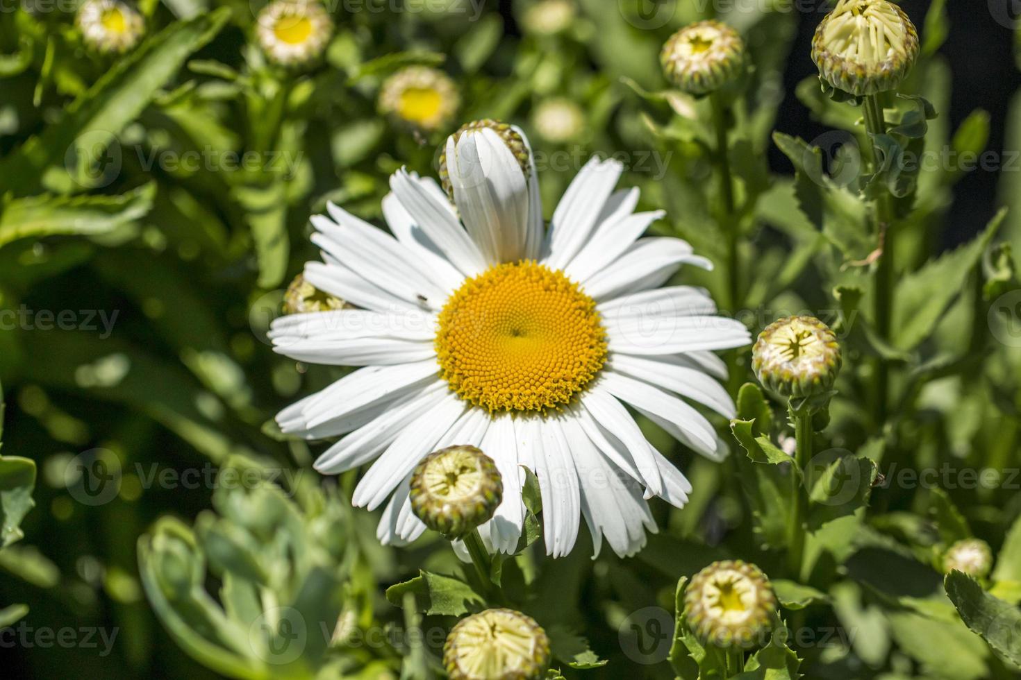 marguerites sauvages sur fond d'herbe verte. photo