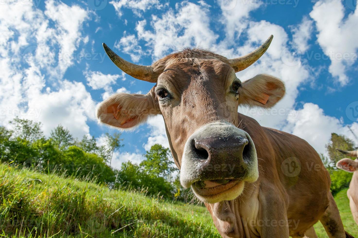 vache essayant de monter une autre vache photo