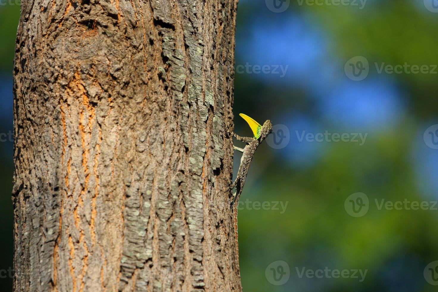 dragon volant commun - lézard draco photo