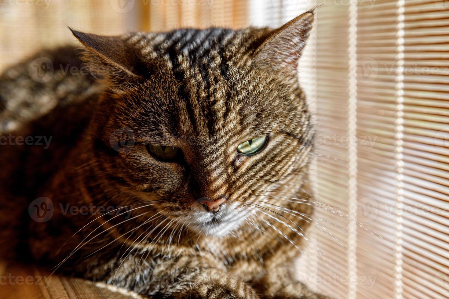 drôle portrait arrogant chat tigré domestique à poil court se détendre près des stores à la maison à l'intérieur. petit chaton adorable membre de la famille jouant dans la maison. soins de santé pour animaux de compagnie et concept animal. photo