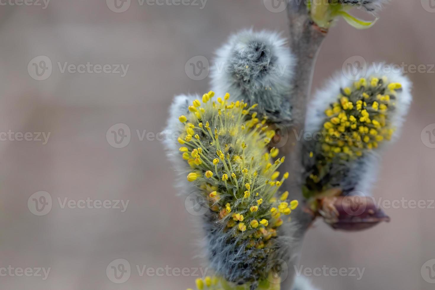 gros plan de saule en fleurs photo