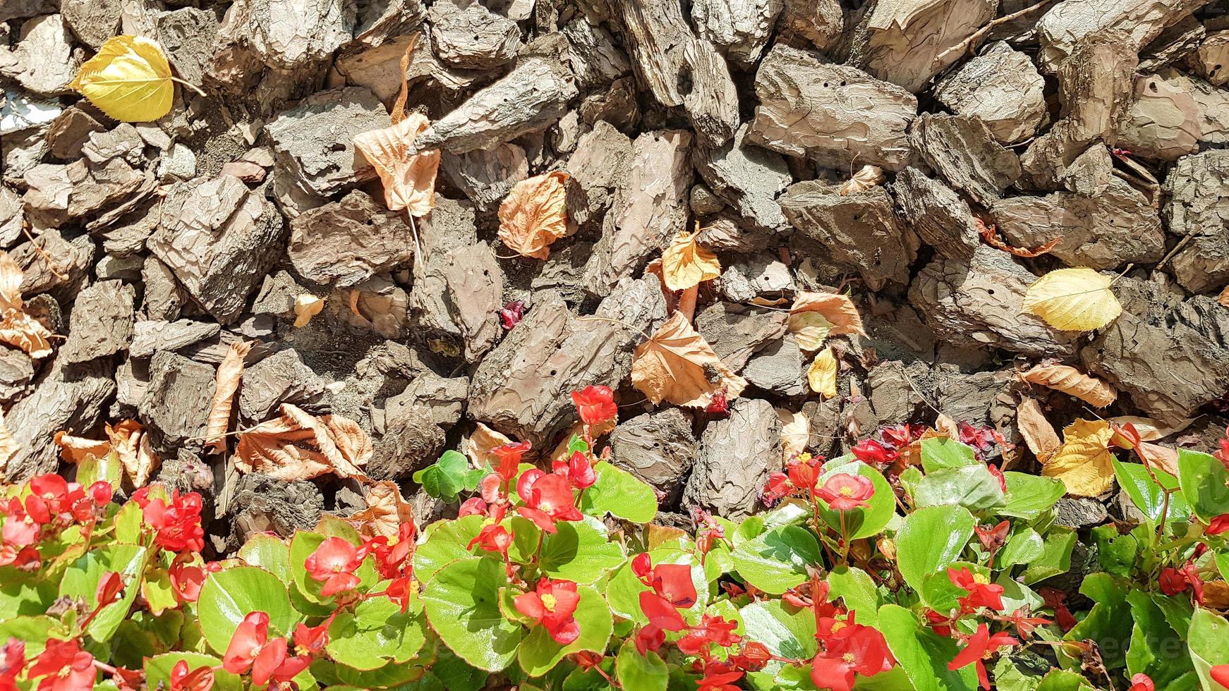 sciure de bois pour le jardin. texture de l'écorce des arbres gisant sur le sol. fond d'une écorce d'arbre avec de petites fleurs rouges et des feuilles jaunes en automne photo