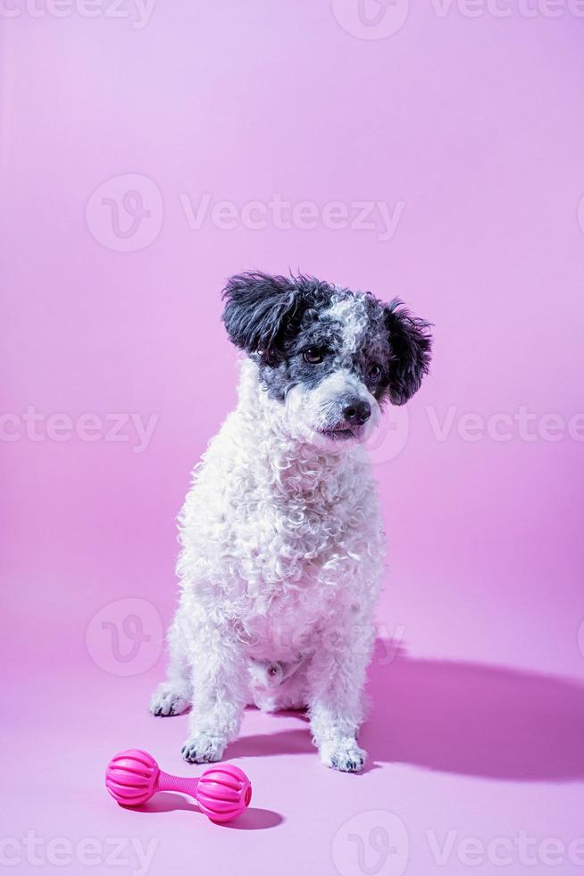 portrait de chien de race mixte sur fond rose photo