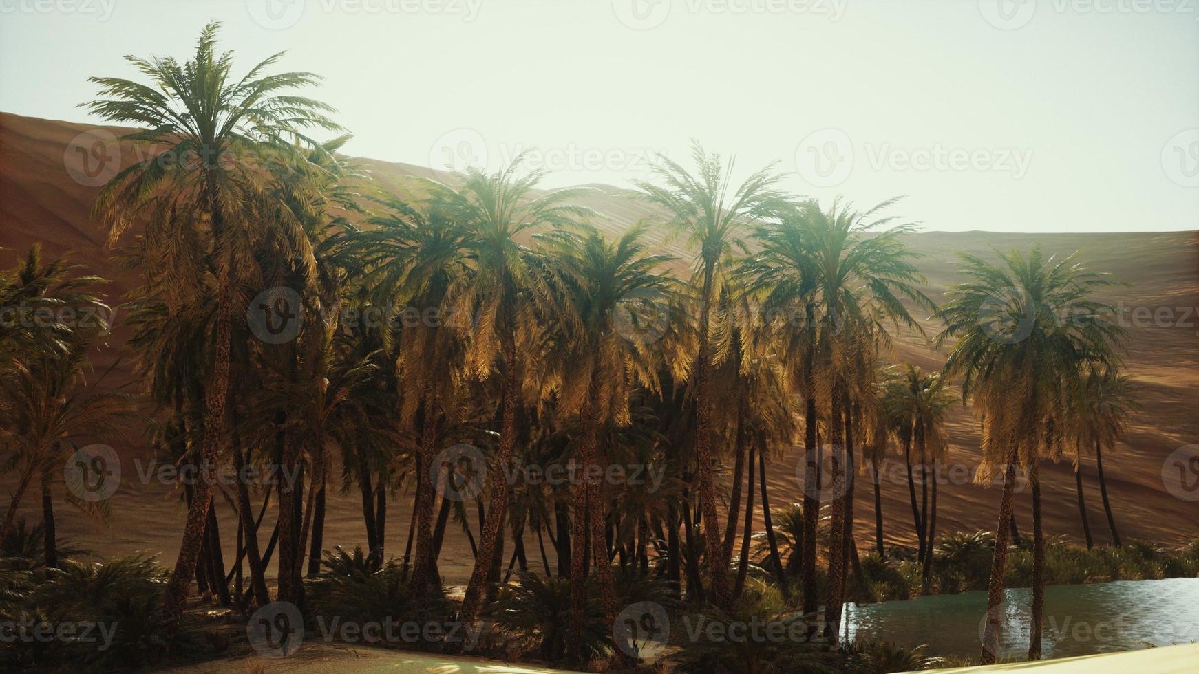 palmiers à l'intérieur des dunes photo