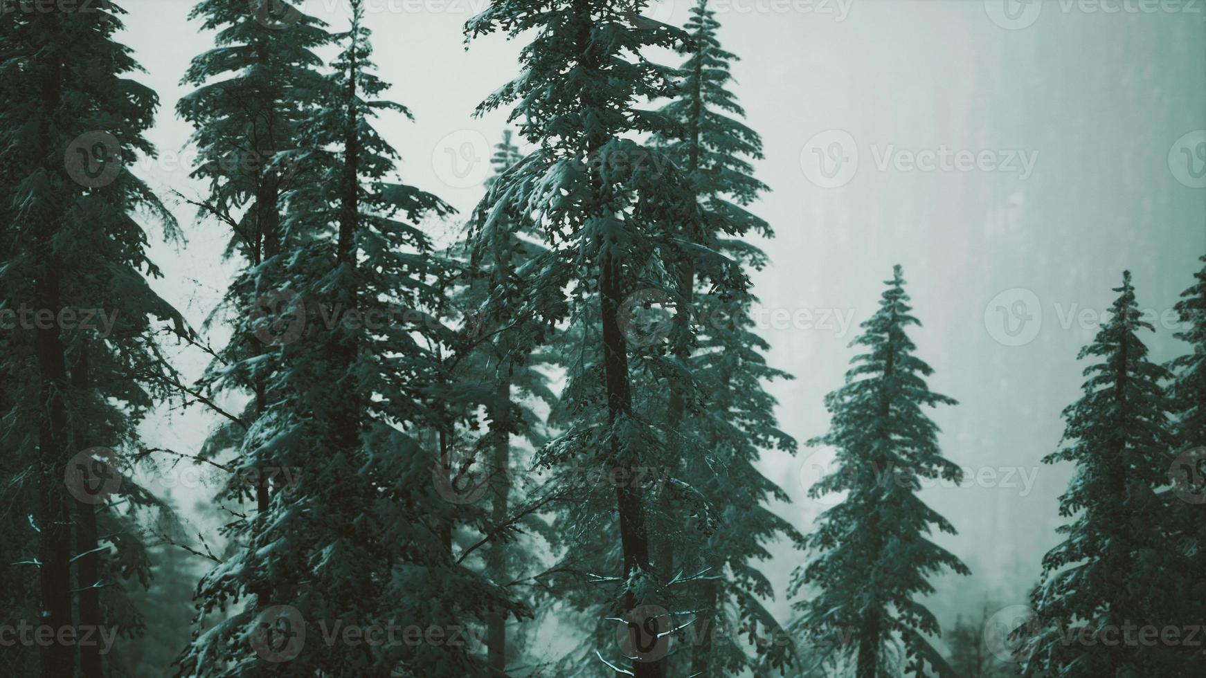Arbres coniques couverts de neige en hiver à flanc de montagne photo