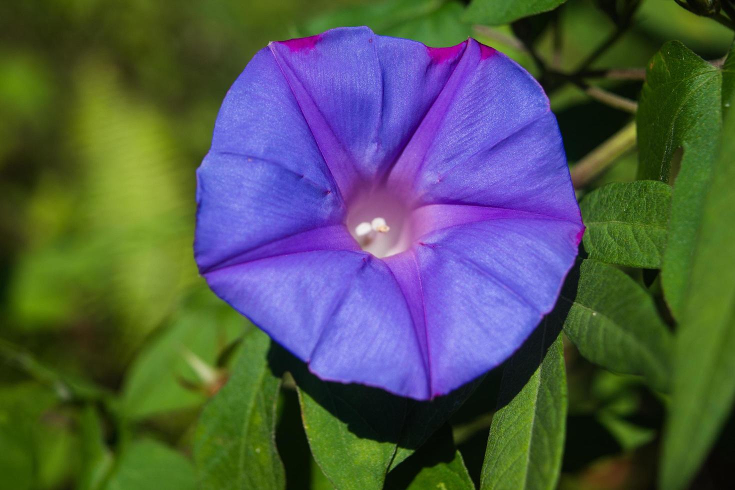 beauté violette aléatoire photo