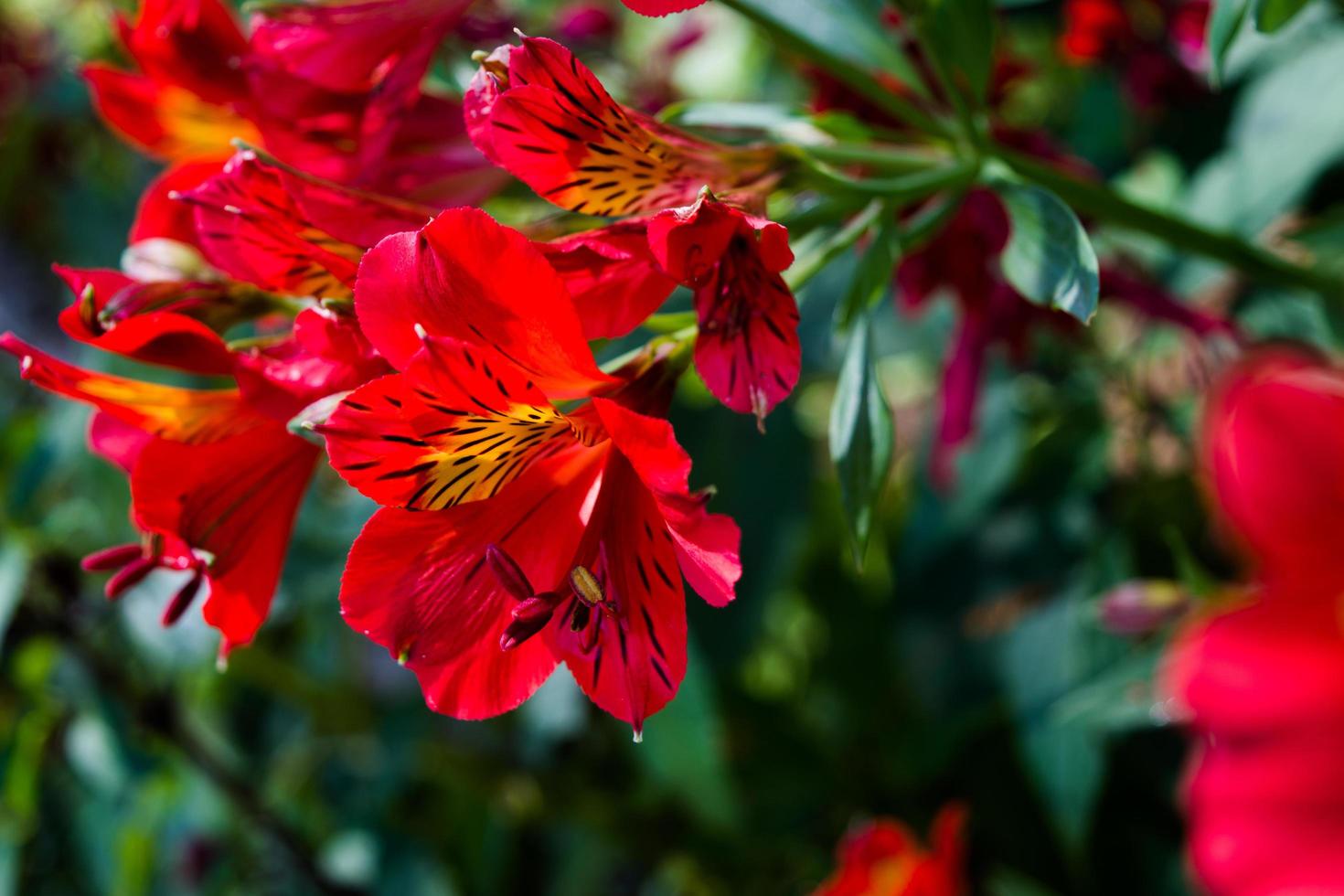 beauté rouge au jardin photo