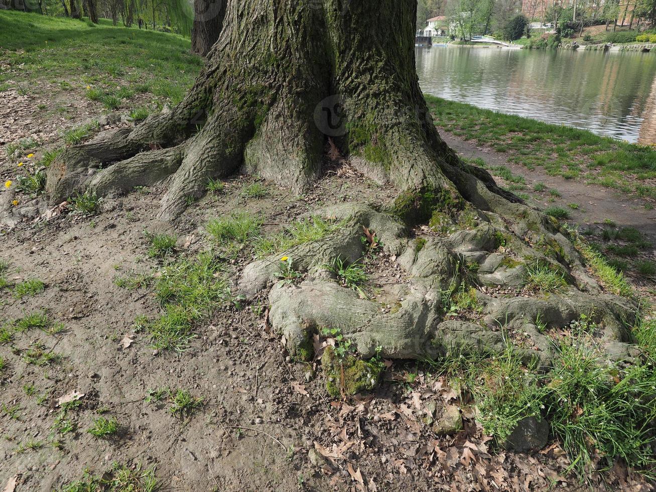 racines d'arbres près d'une rivière photo