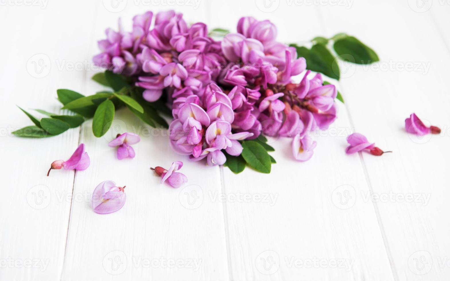 fleurs d'acacia de printemps photo