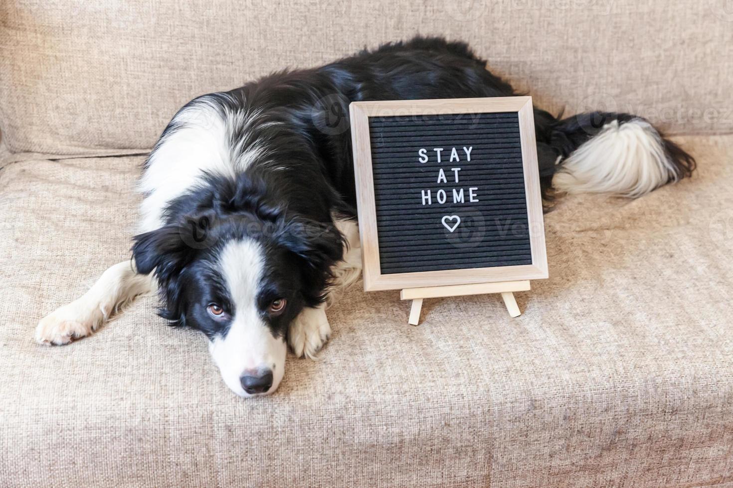 rester à la maison. portrait drôle de chiot mignon sur canapé avec inscription sur le tableau des lettres rester à la maison mot. nouveau membre adorable de la famille petit chien à la maison à l'intérieur. concept de quarantaine de la vie animale pour les soins des animaux de compagnie. photo