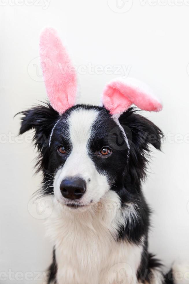 concept de joyeuses pâques. Funny portrait of cute smiling puppy dog border collie portant des oreilles de lapin de Pâques isolé sur fond blanc photo