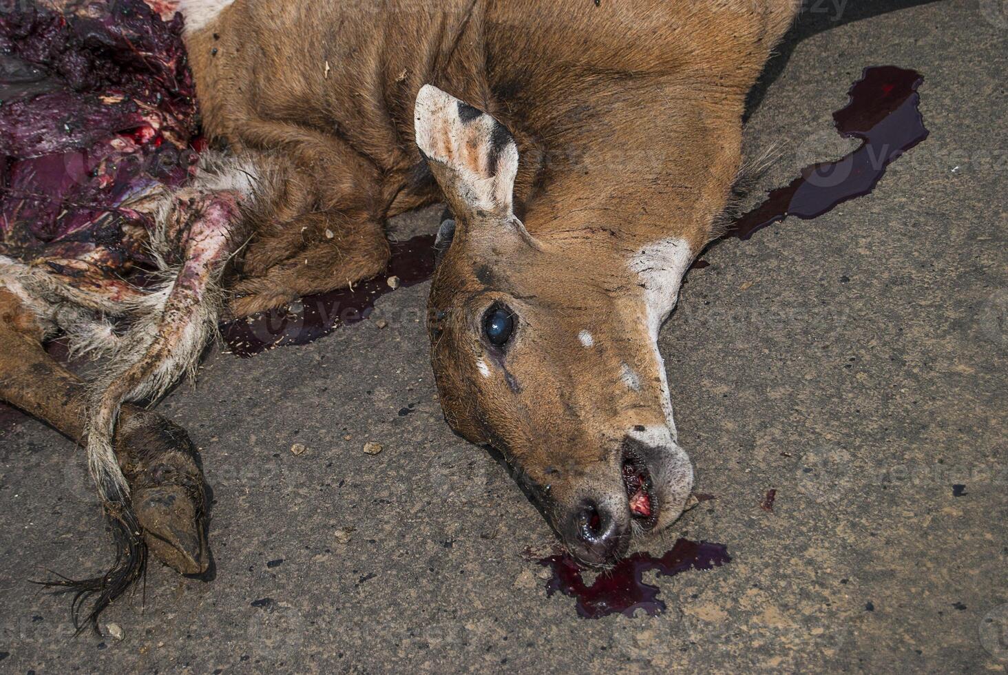 animal mort sur la route heurté par un véhicule, conduire prudemment, accident photo