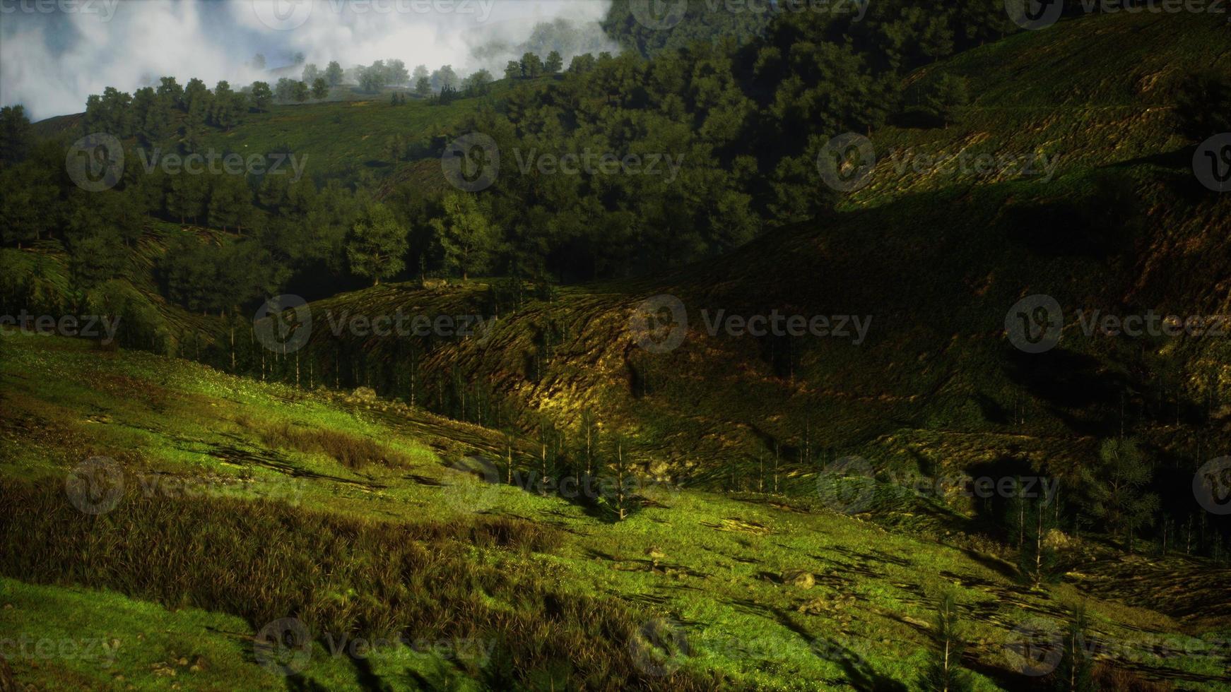 forêt d'automne sur les collines rocheuses vertes photo