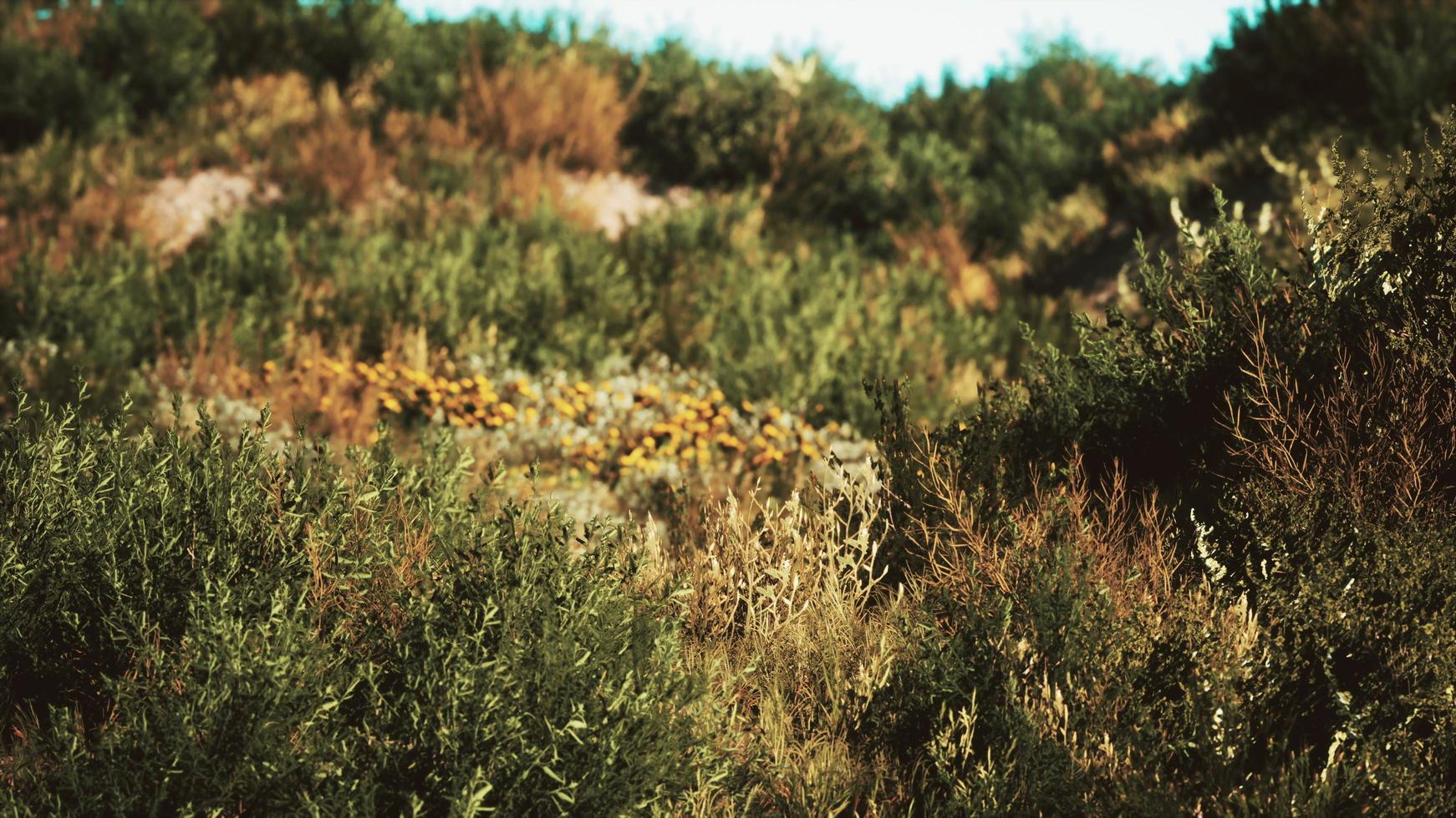 dunes de plage avec de longues herbes photo