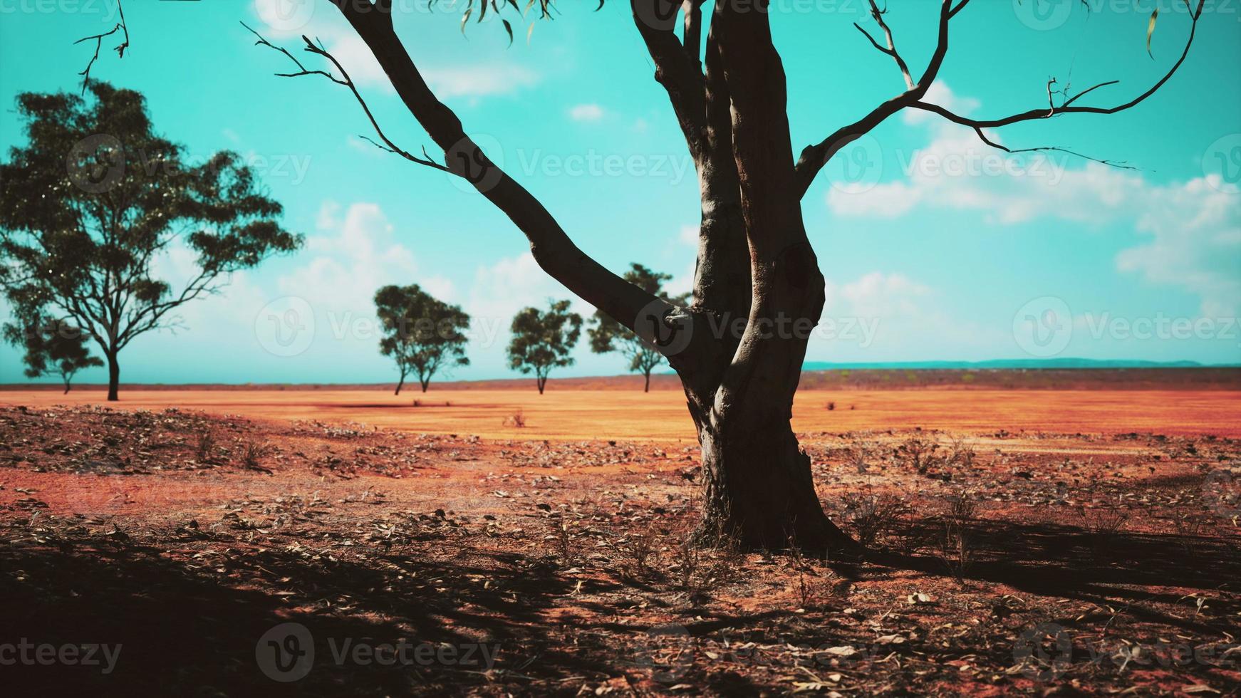 beau paysage avec arbre en afrique photo