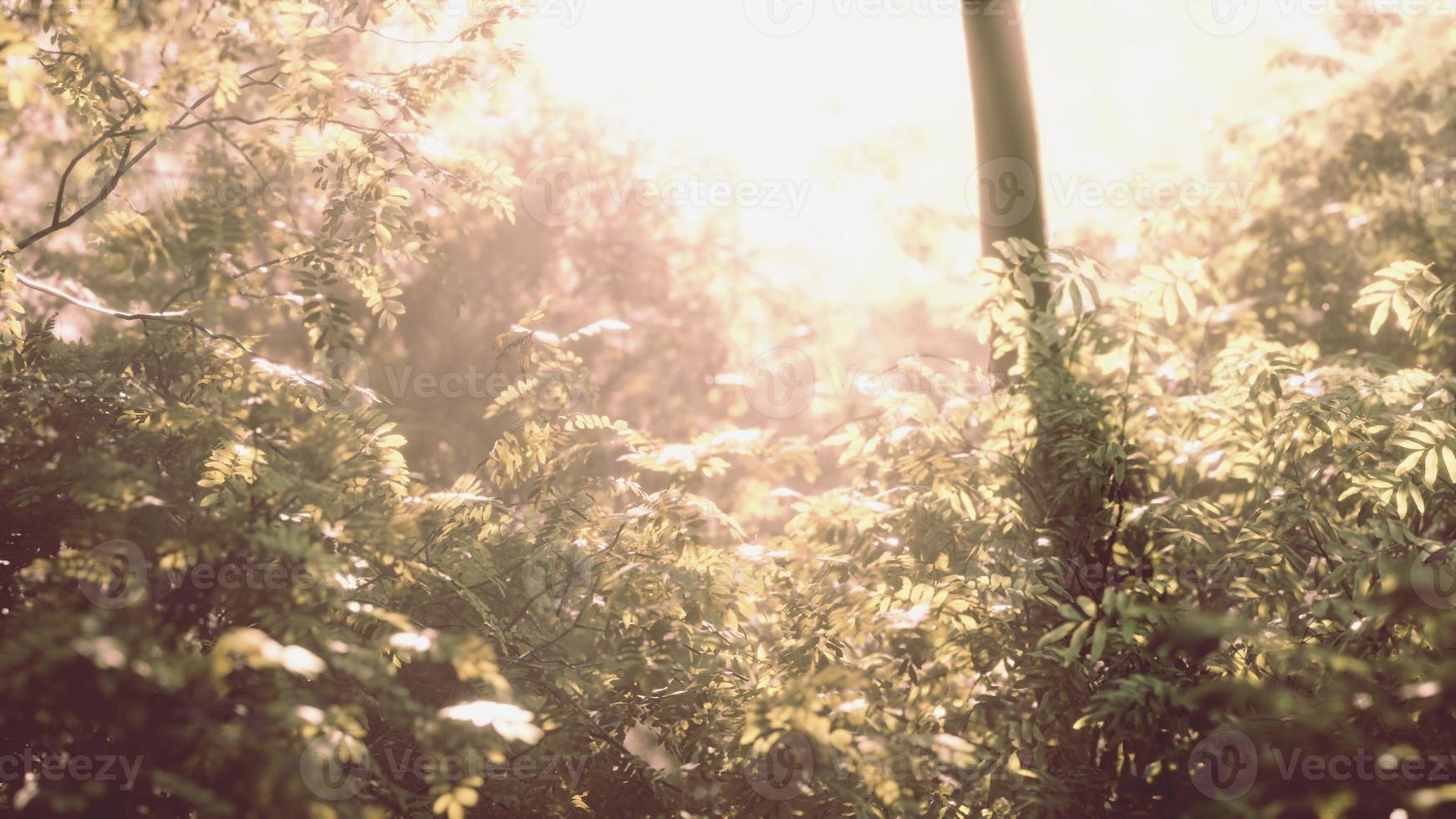 rayons de soleil dans la forêt verte brumeuse photo