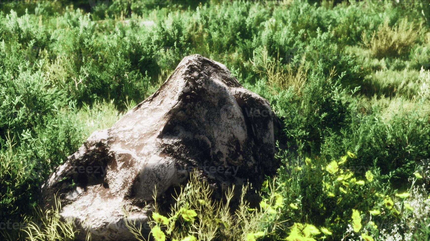 prairie de montagne lumineuse et ensoleillée au printemps avec des pierres d'herbe verte photo