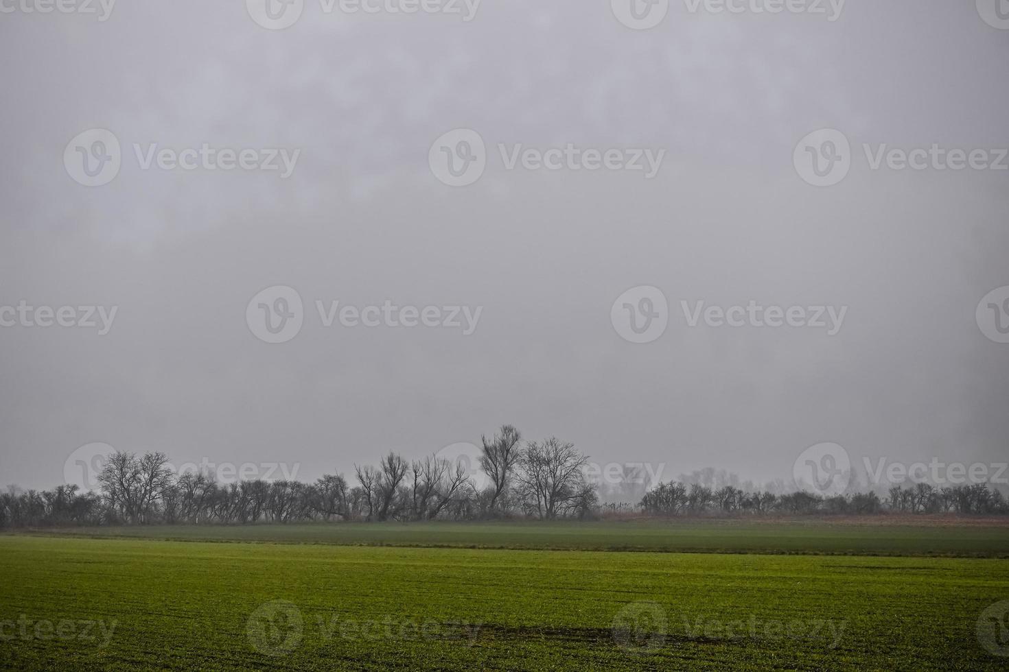 arbres nus et champ vert avec un brouillard dense photo