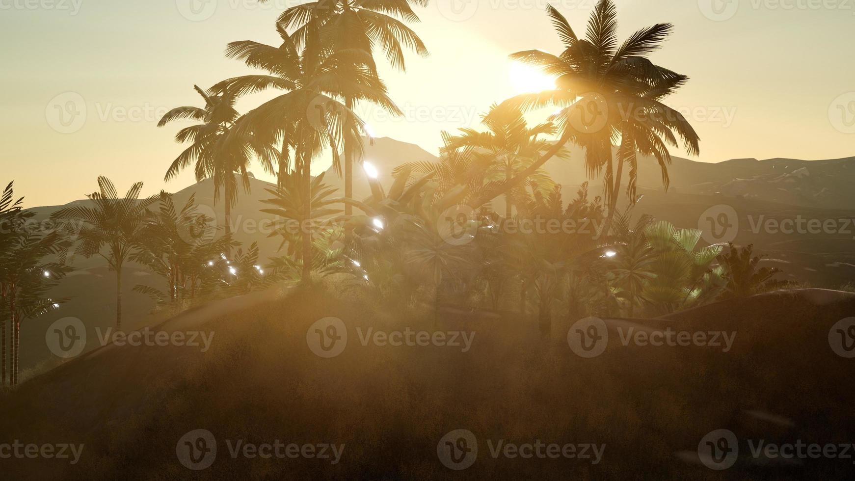 vue sur les palmiers dans le brouillard photo