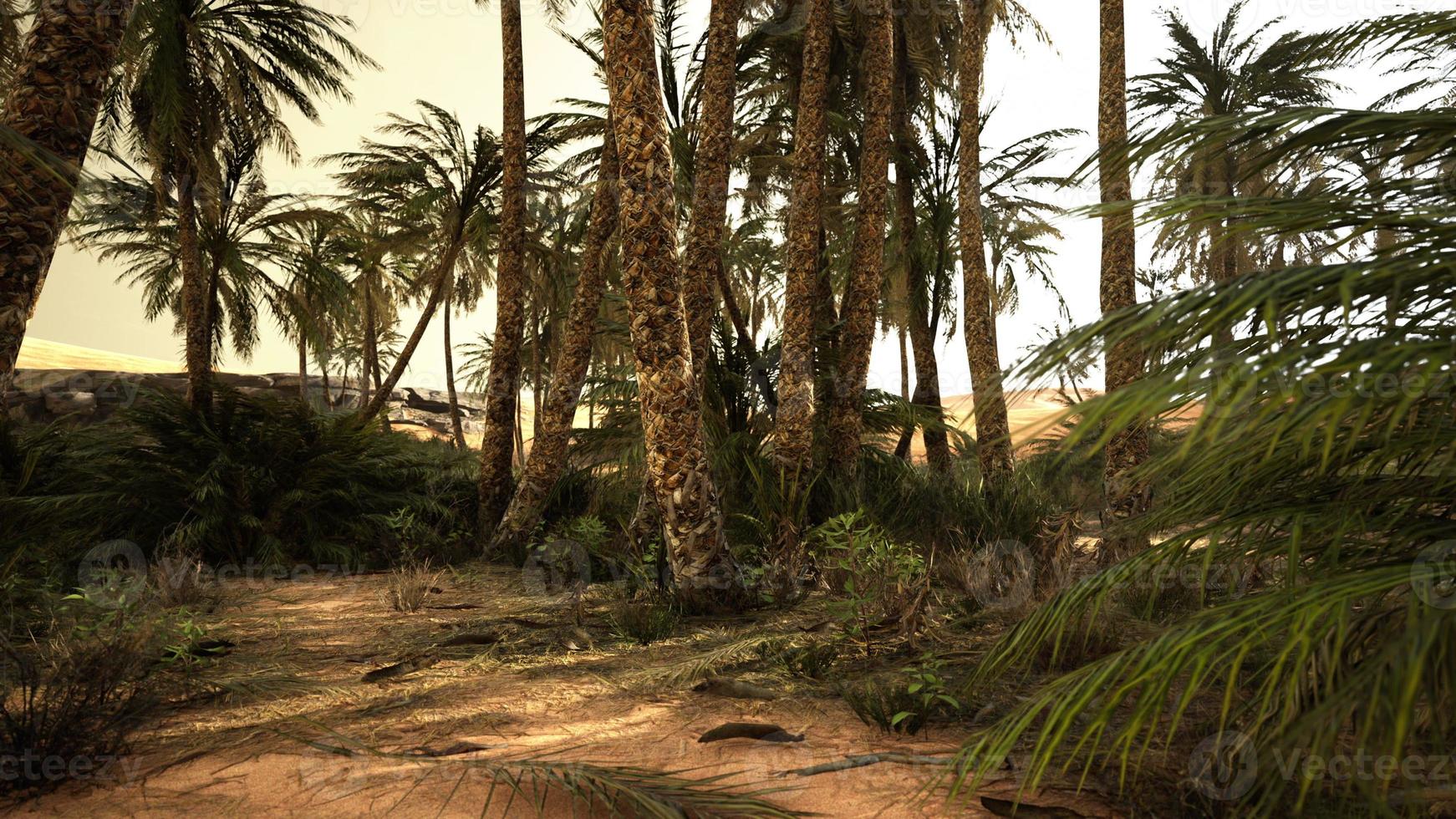 dunes de sable et palmiers dans le désert du sahara photo
