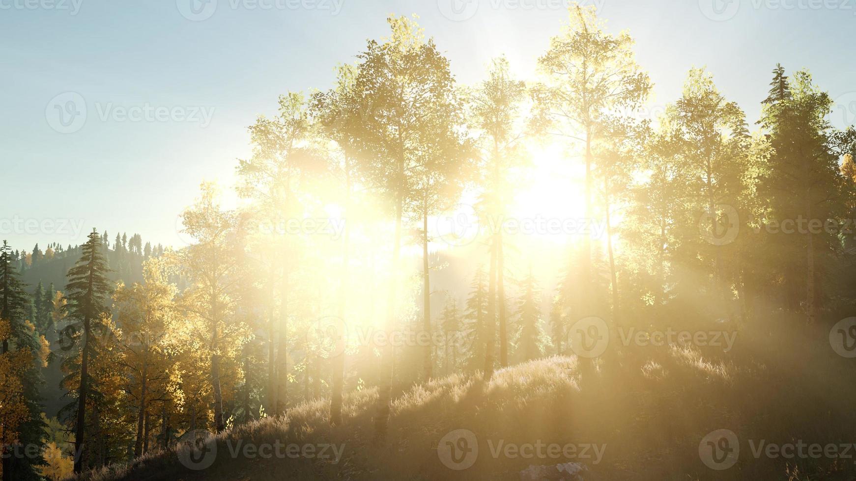 rayons de soleil à travers les arbres photo