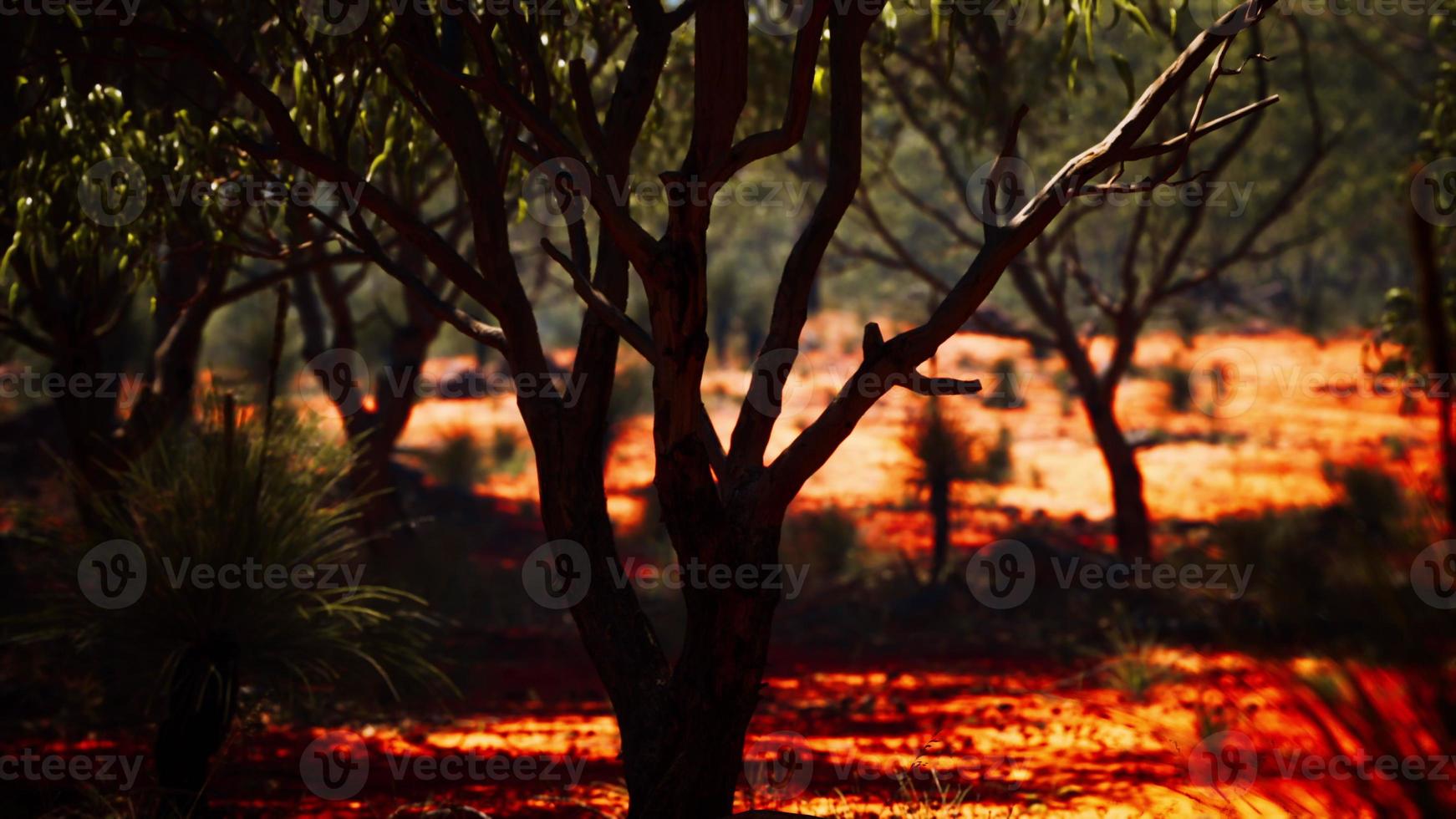 buisson de sable rouge avec des arbres photo