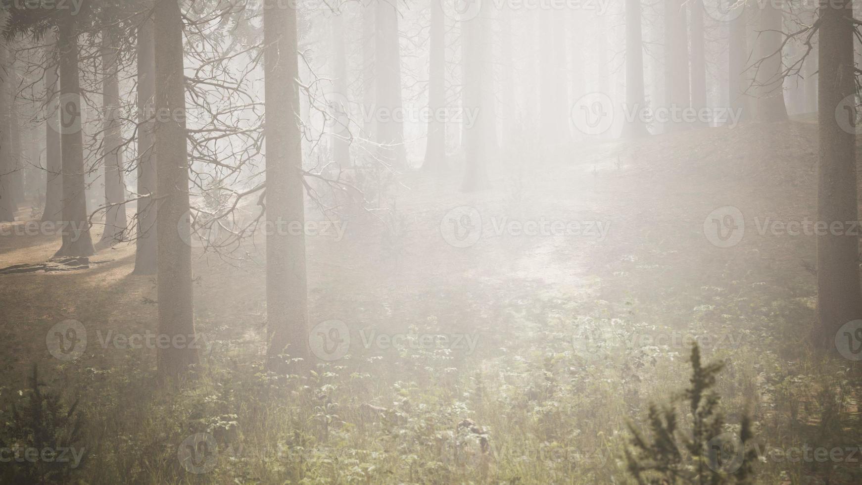 rayons de soleil dans la forêt naturelle d'épinettes photo