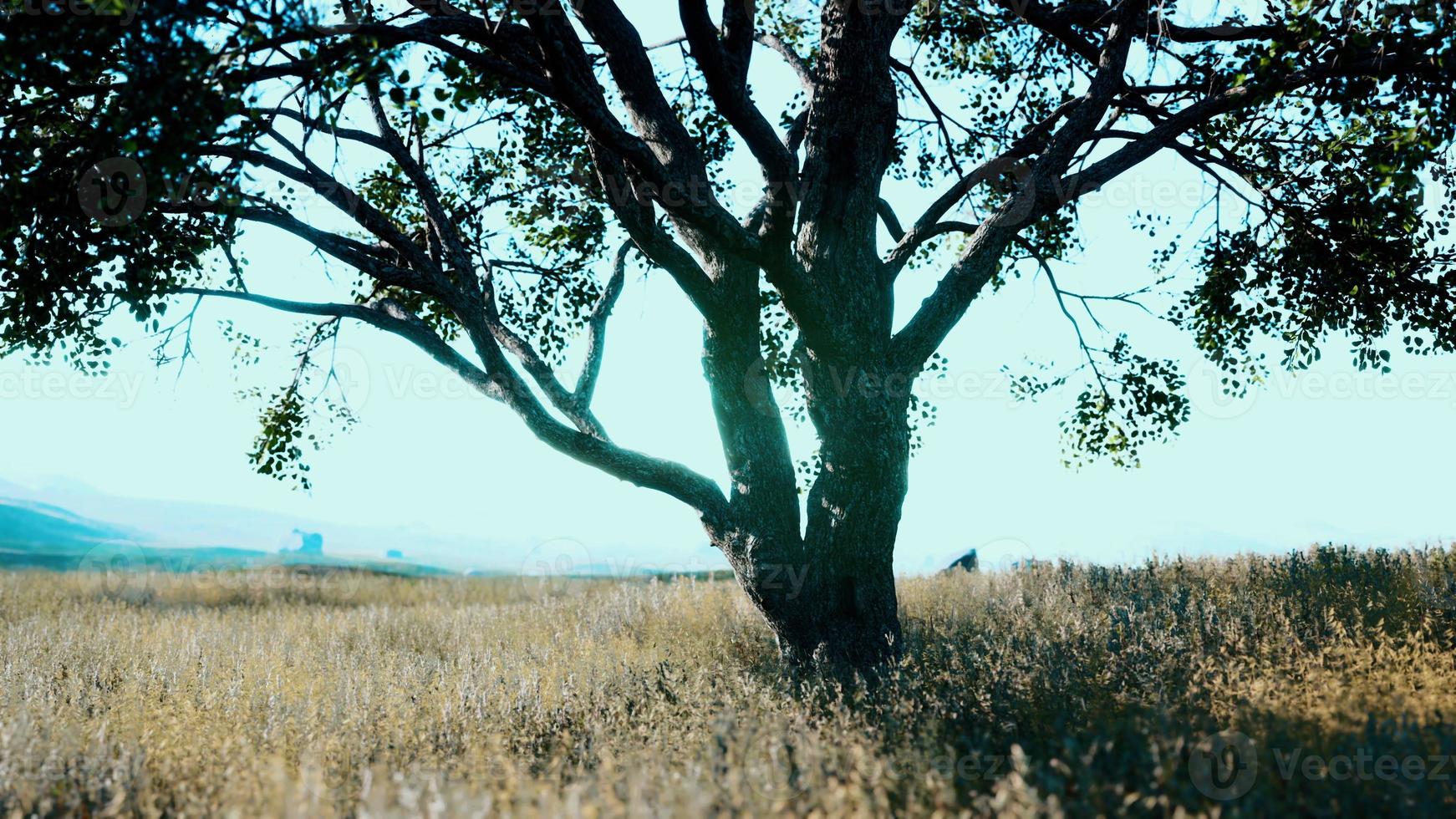 le chêne emblématique projette une longue ombre sur une colline dorée photo