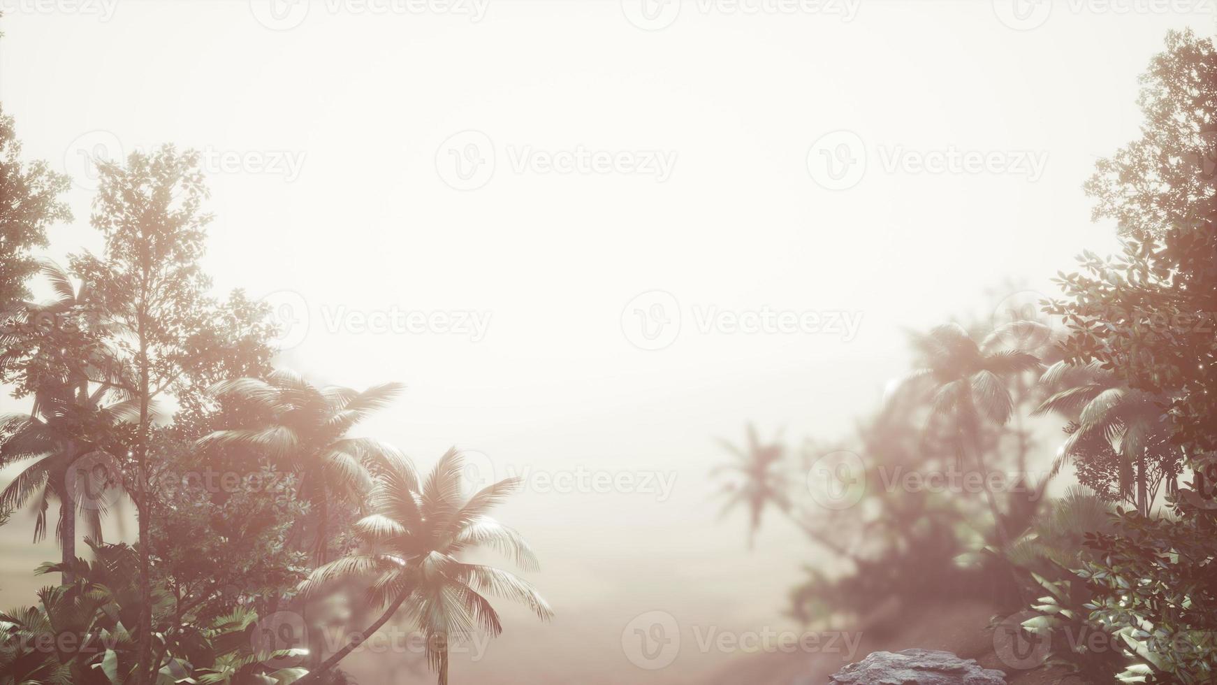 forêt tropicale de palmiers dans le brouillard photo