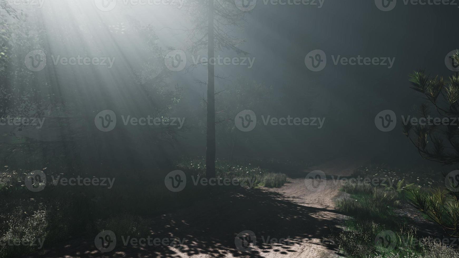 matin de printemps brumeux dans la forêt de pins photo