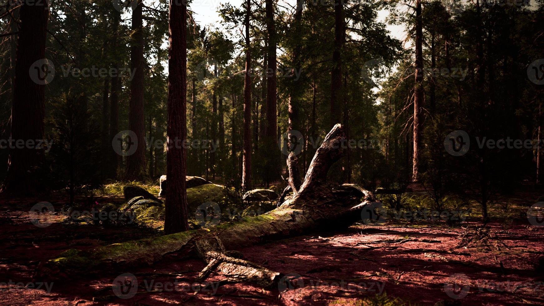 coucher de soleil dans la forêt de séquoias photo