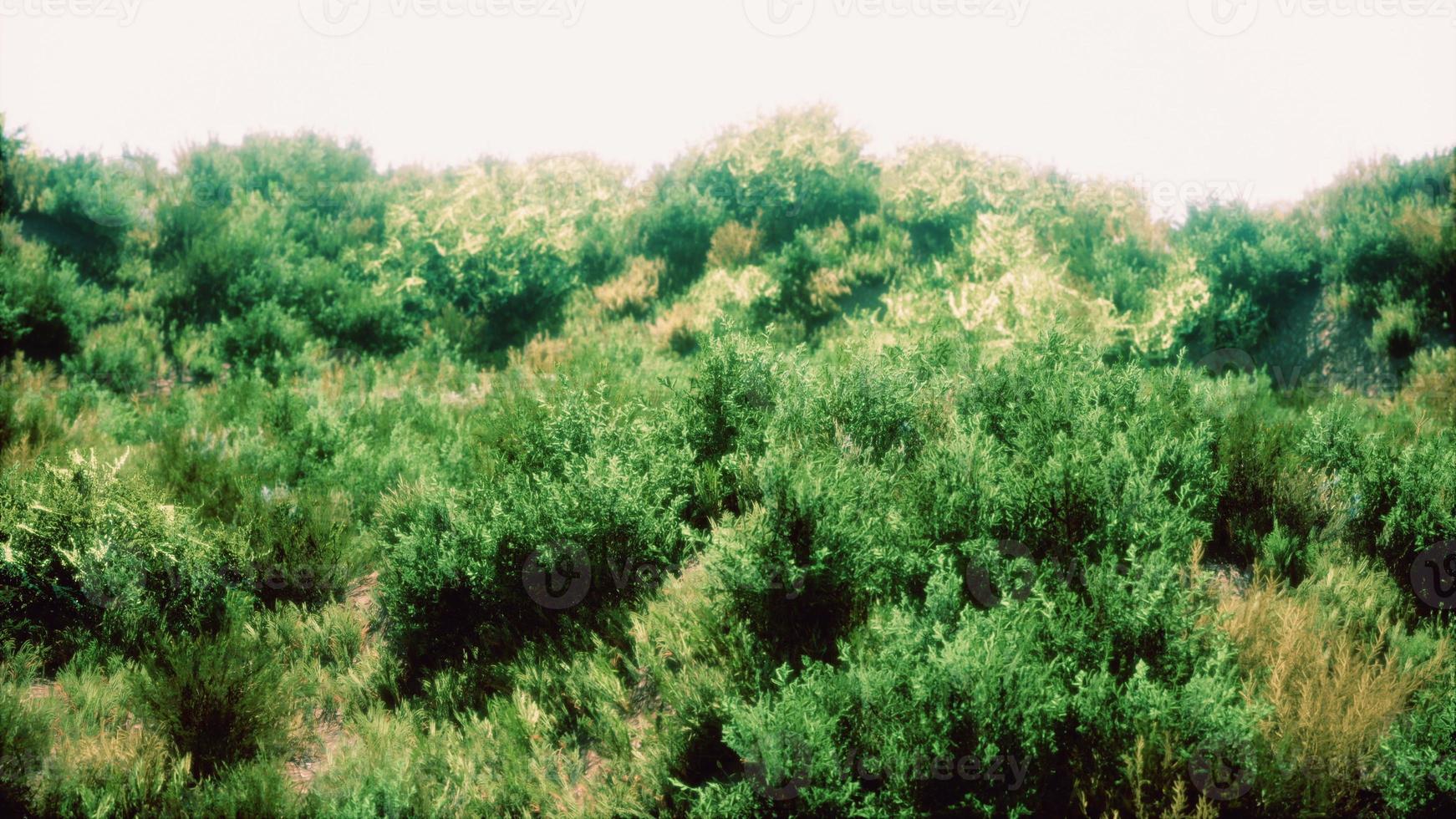 touffes d'herbe séchée sur la lande photo