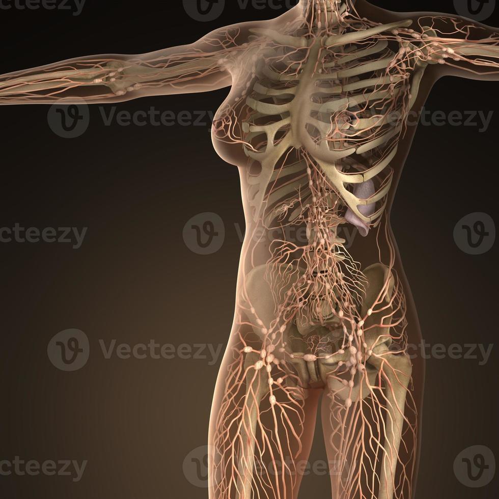 système lymphatique humain avec des os dans un corps transparent photo