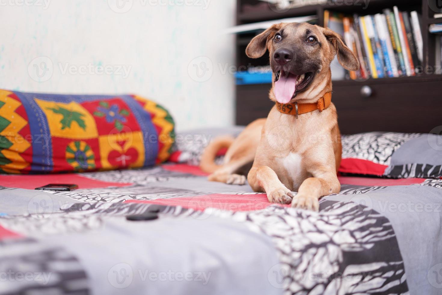 un chien heureux assis sur le lit avec sa langue tirée photo