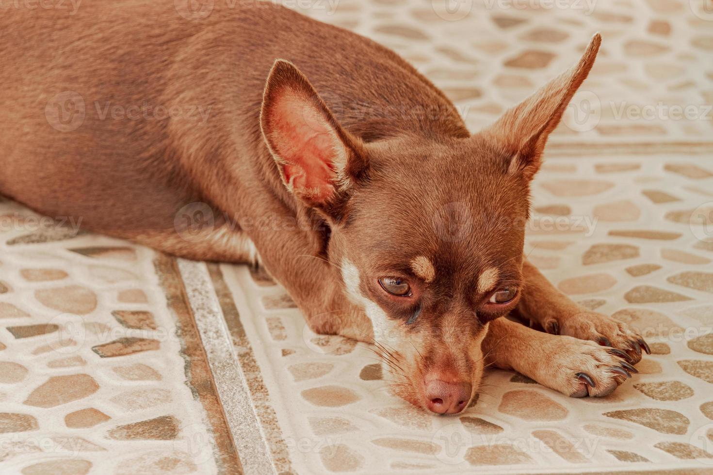 portrait de chien russe toy terrier tout en étant fatigué et dort au mexique. photo