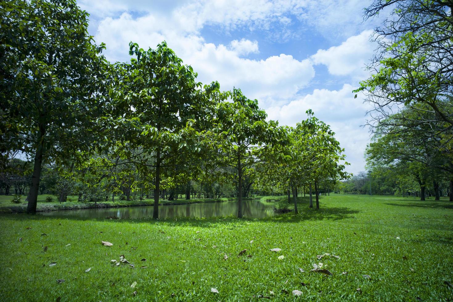 belle herbe verte au parc photo